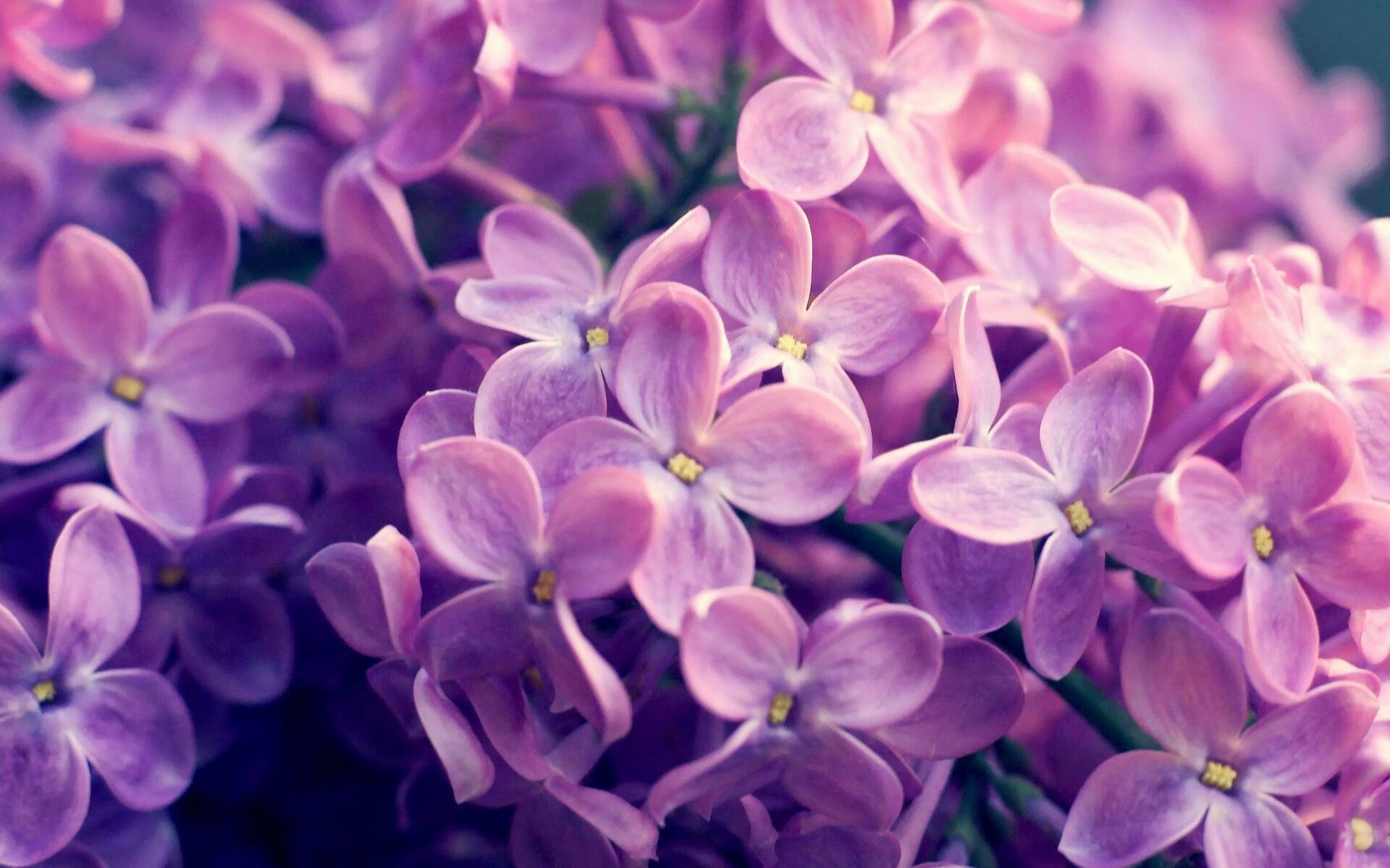 APEX英雄 青年联赛新星崭露头角,apex青训