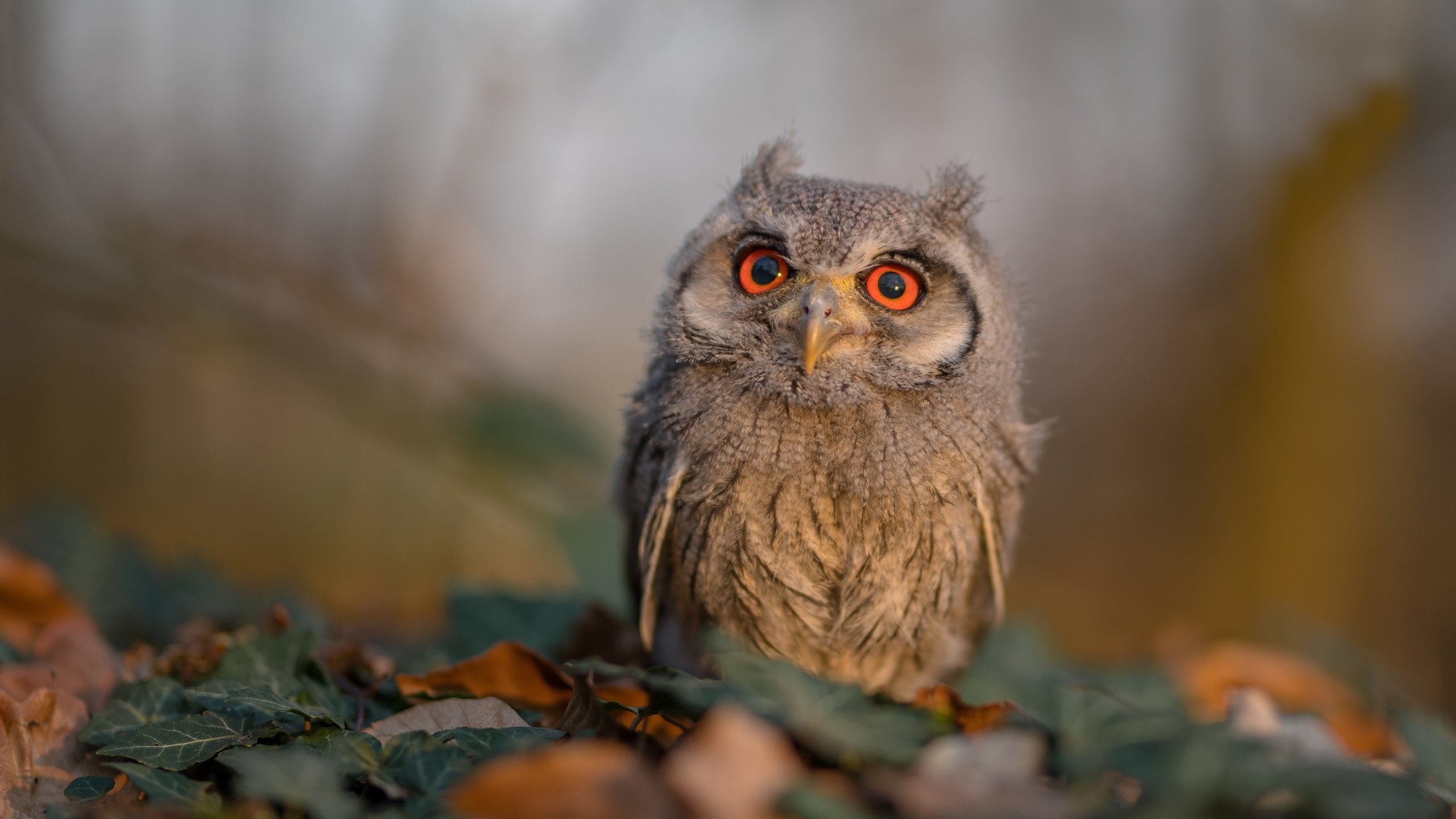 _智能跳绳比赛:科技助力健康运动_,智能跳绳挑战赛