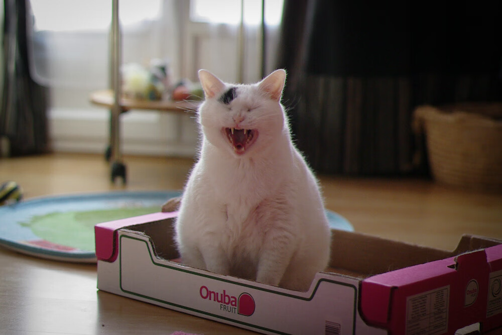 _水上漂移车赛：速度、水花齐飞_，水上漂移作文