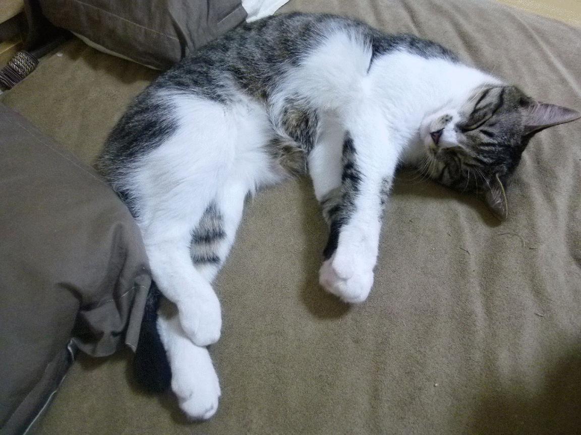 “悬念不断:连败后硬仗中的战术调整与胜利归途”,什么是连胜战