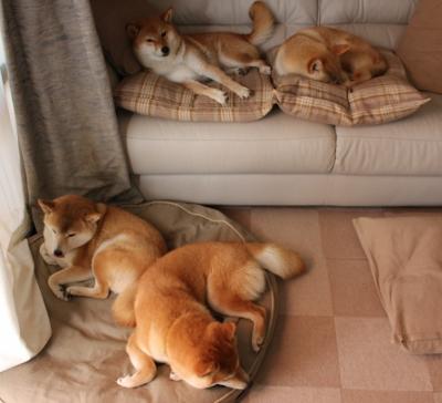 “荣耀瞬间:冠军车手的感人时刻”,荣耀夺冠