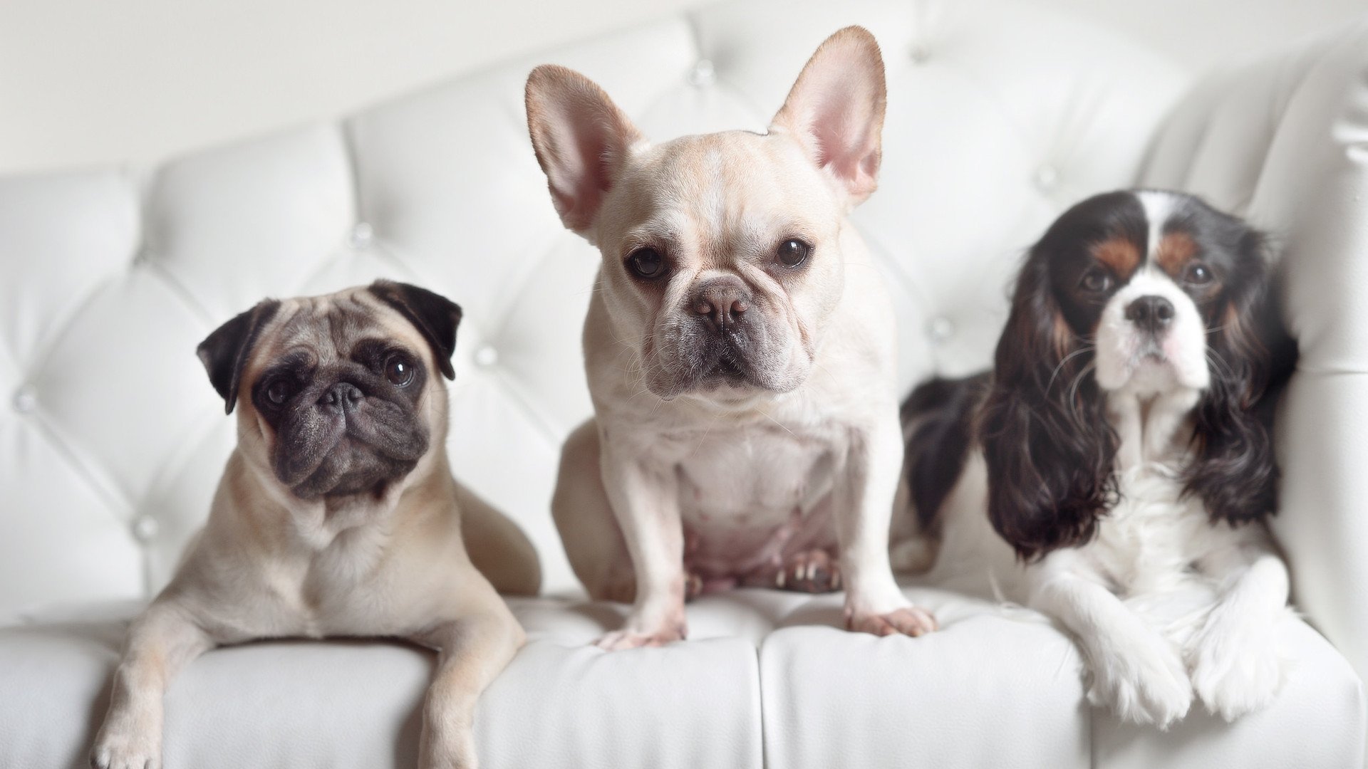 “西甲焦点:明星集结,场面火爆无比”,西甲联赛球星