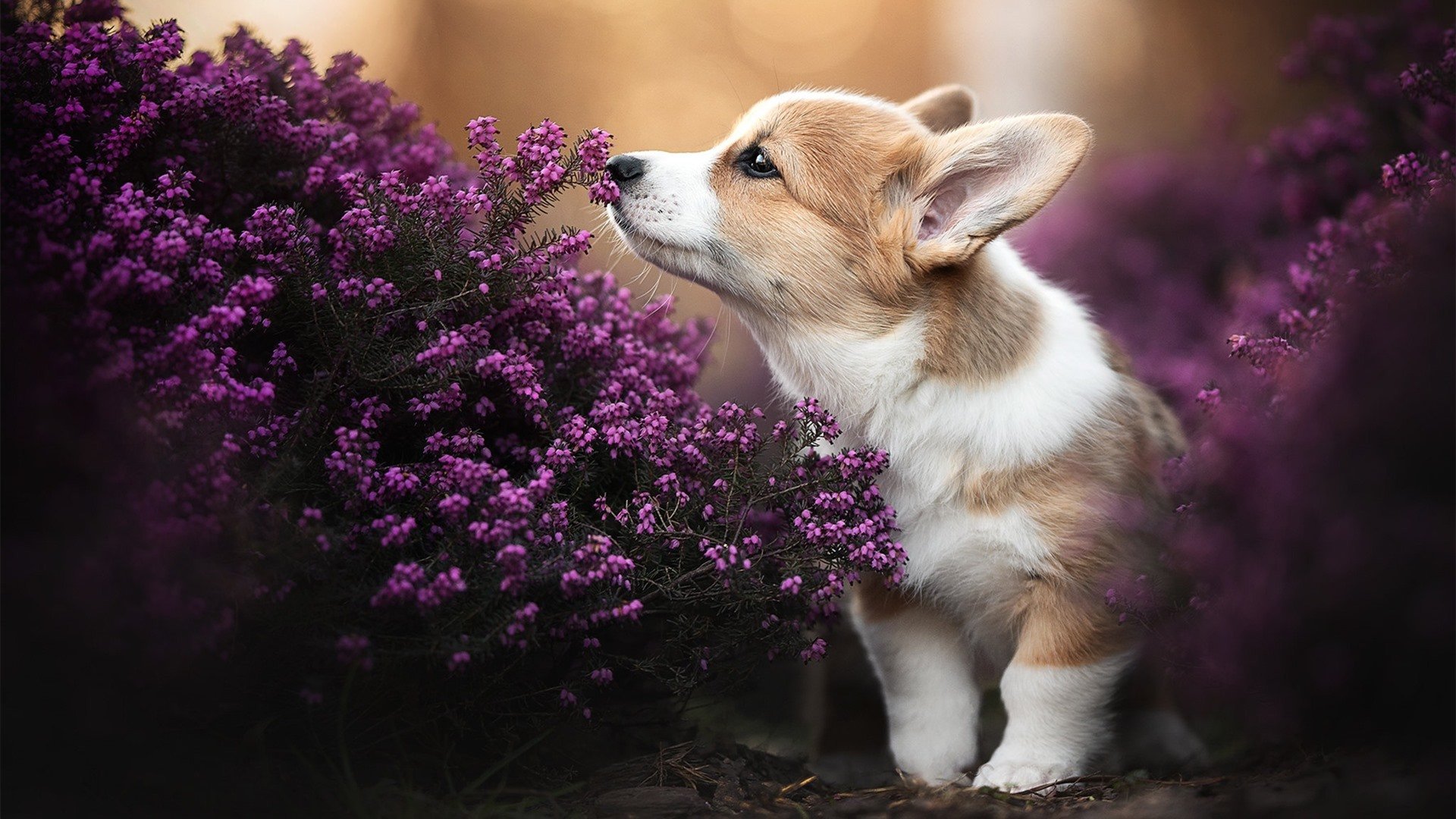 kaiyun登录入口-《DOTA2》版本更新：英雄平衡性调整与新装备上线，dota2更新7.29英雄