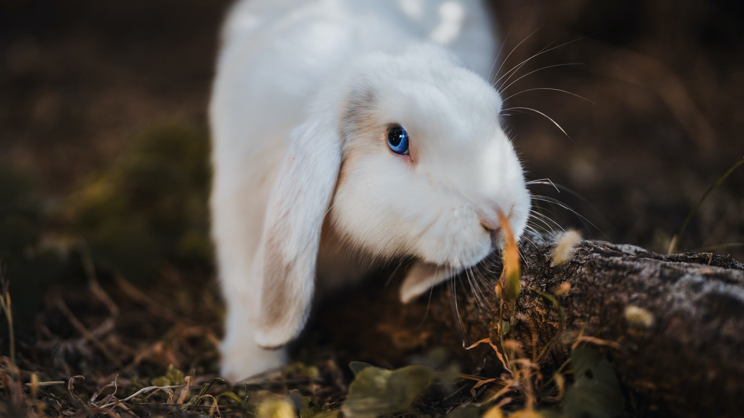 《2025英雄联盟全球总决赛，战火再燃，精彩无限》，20年lol全球总决赛