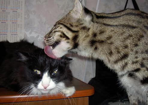 哈兰德连场破门,英超射手榜领跑者不可阻挡,哈兰德能否超越c罗