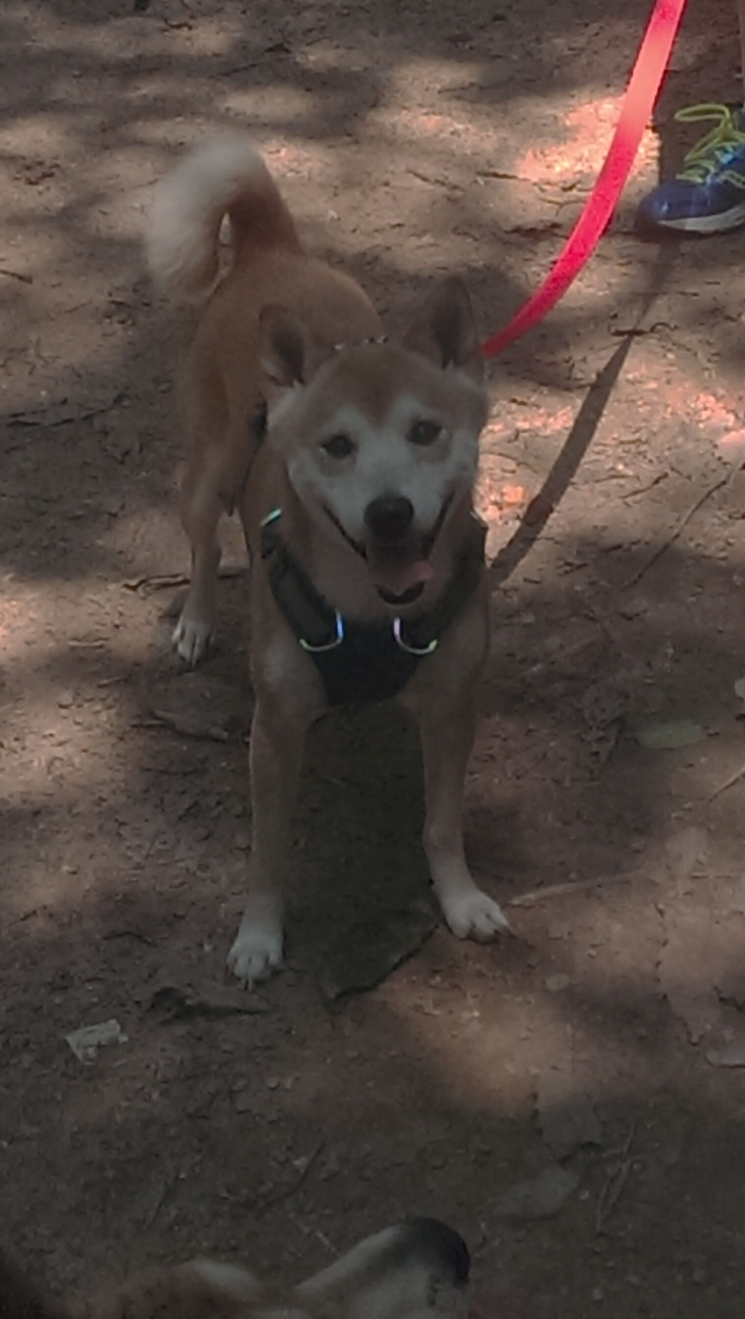 开云网页版-篮球训练营引进科学体能测试设备，篮球体能考试