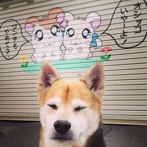 开云·Kaiyun网页版-车坛老将：豪斯的坚韧不拔，nba 豪斯