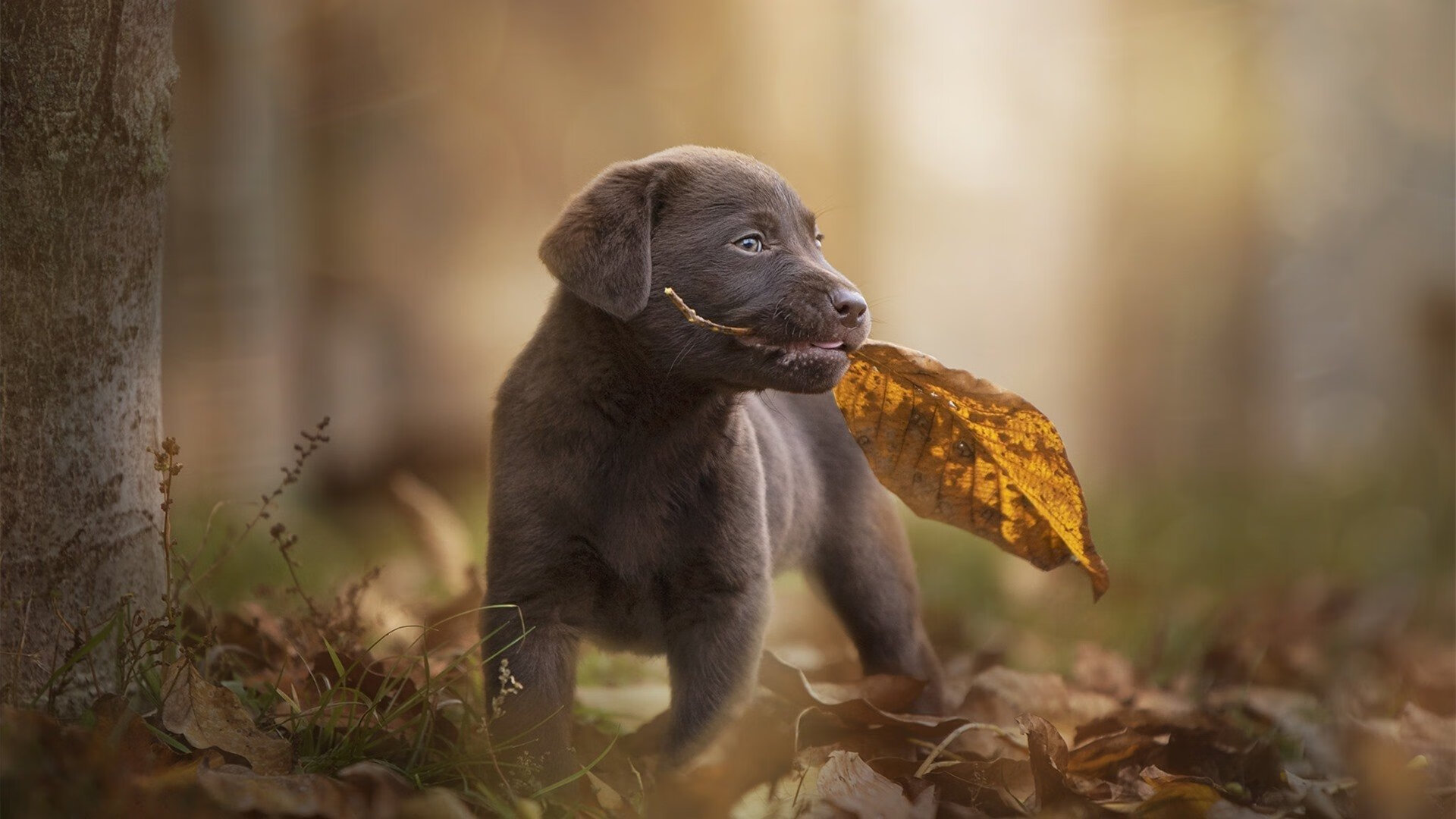 kaiyun中国官方网站-土耳其队取得欧洲杯正赛资格，实力引人注目，土耳其欧洲杯预选赛比赛结果