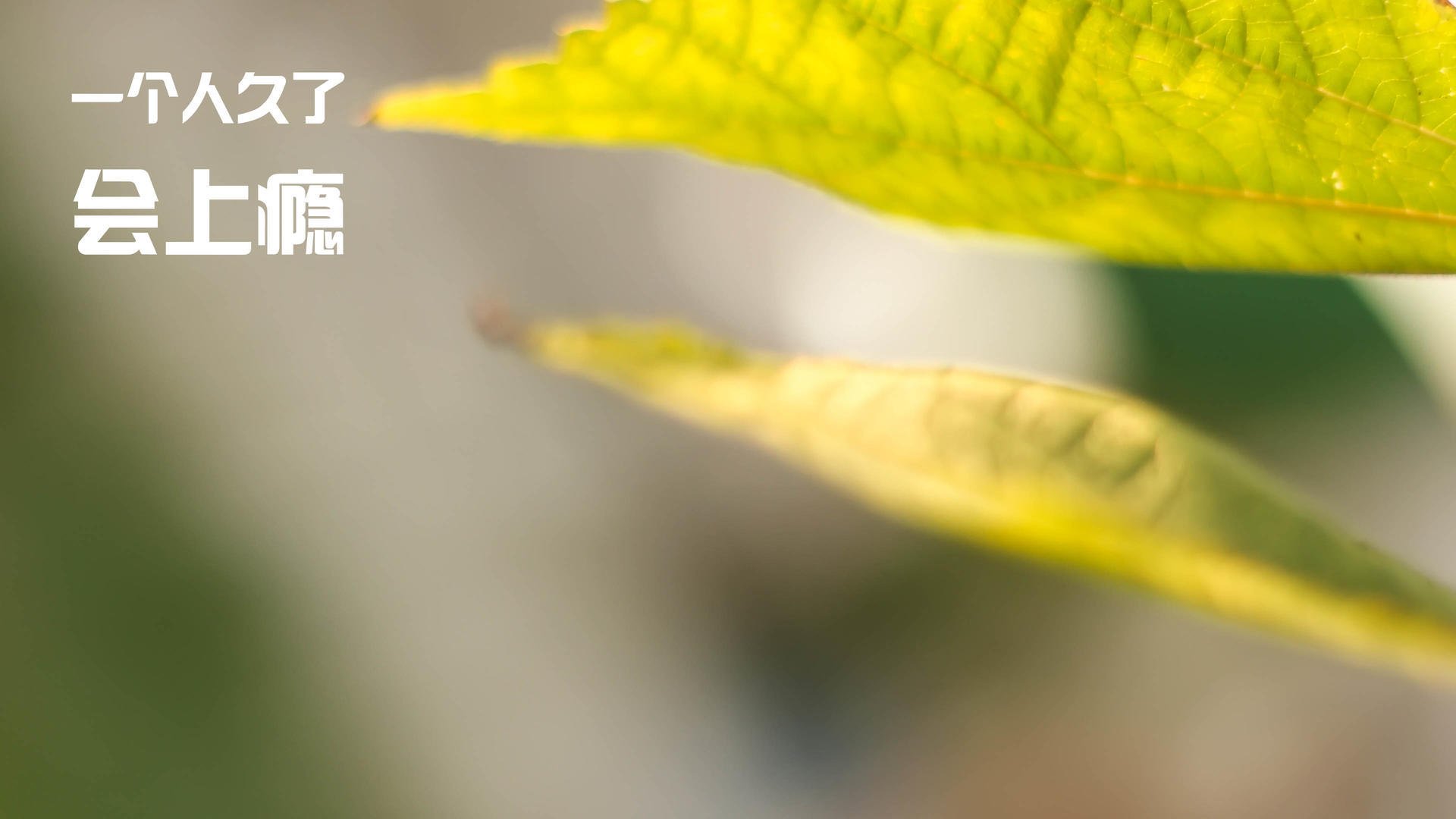 开云官网-女足世界杯球迷活动丰富多彩，女足世界杯用球遭弃用