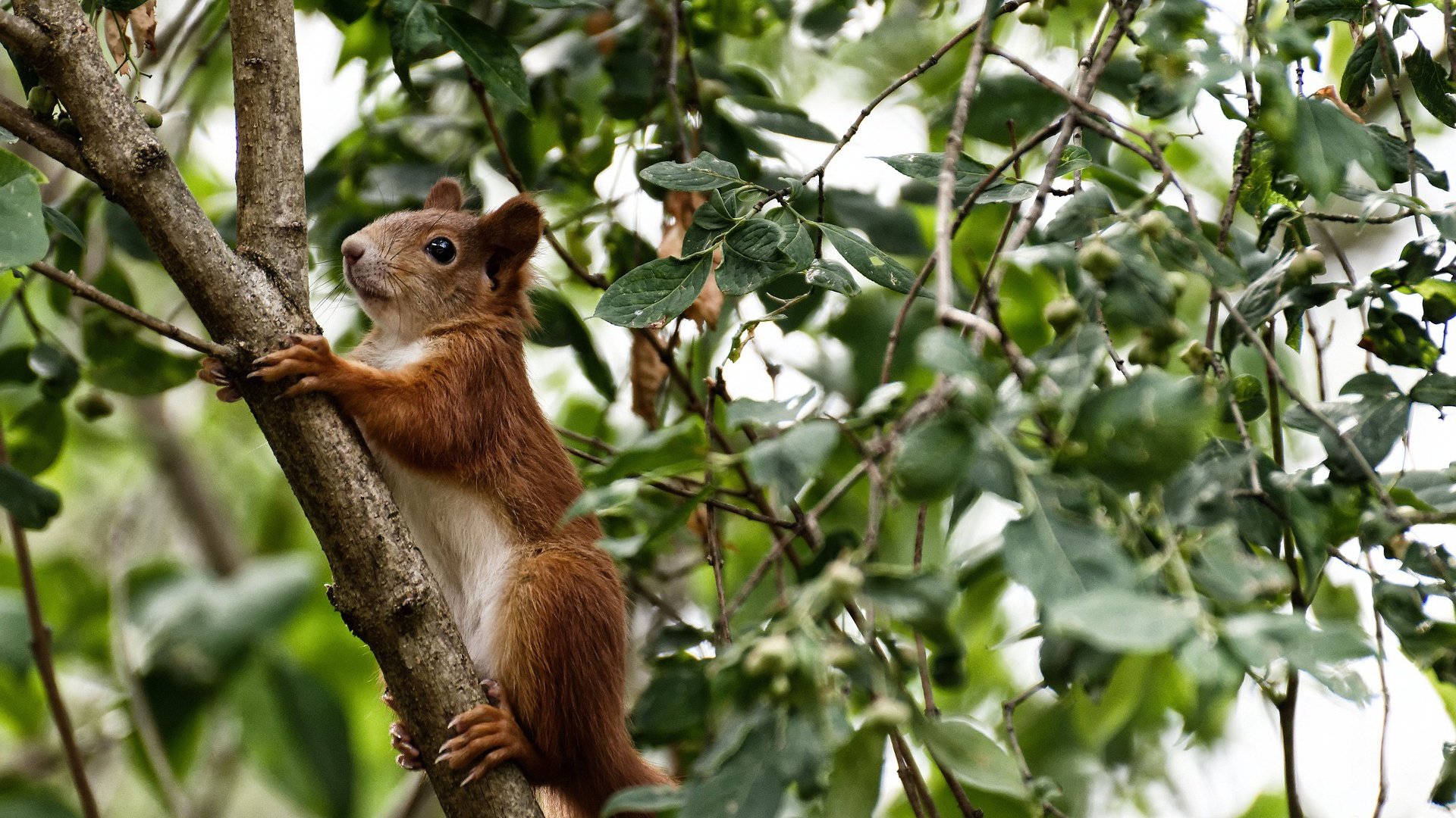 巴塞罗那主场5-1大胜塞维利亚,继续领跑积分榜,巴塞罗那对阵塞维利亚结果