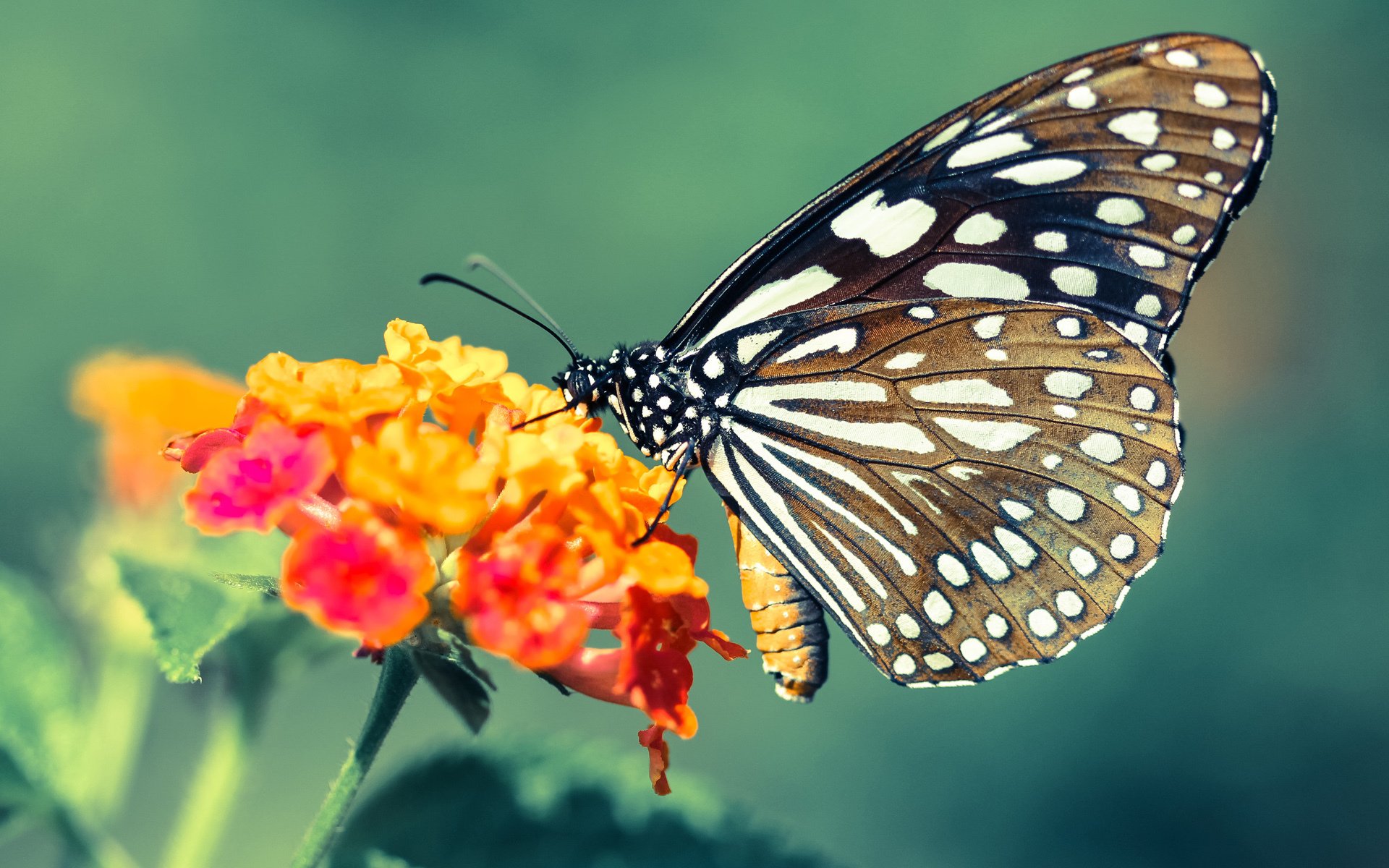 毕尔巴鄂竞技客场1-0小胜赫塔费，取得宝贵三分，西甲毕尔巴鄂对赫塔菲