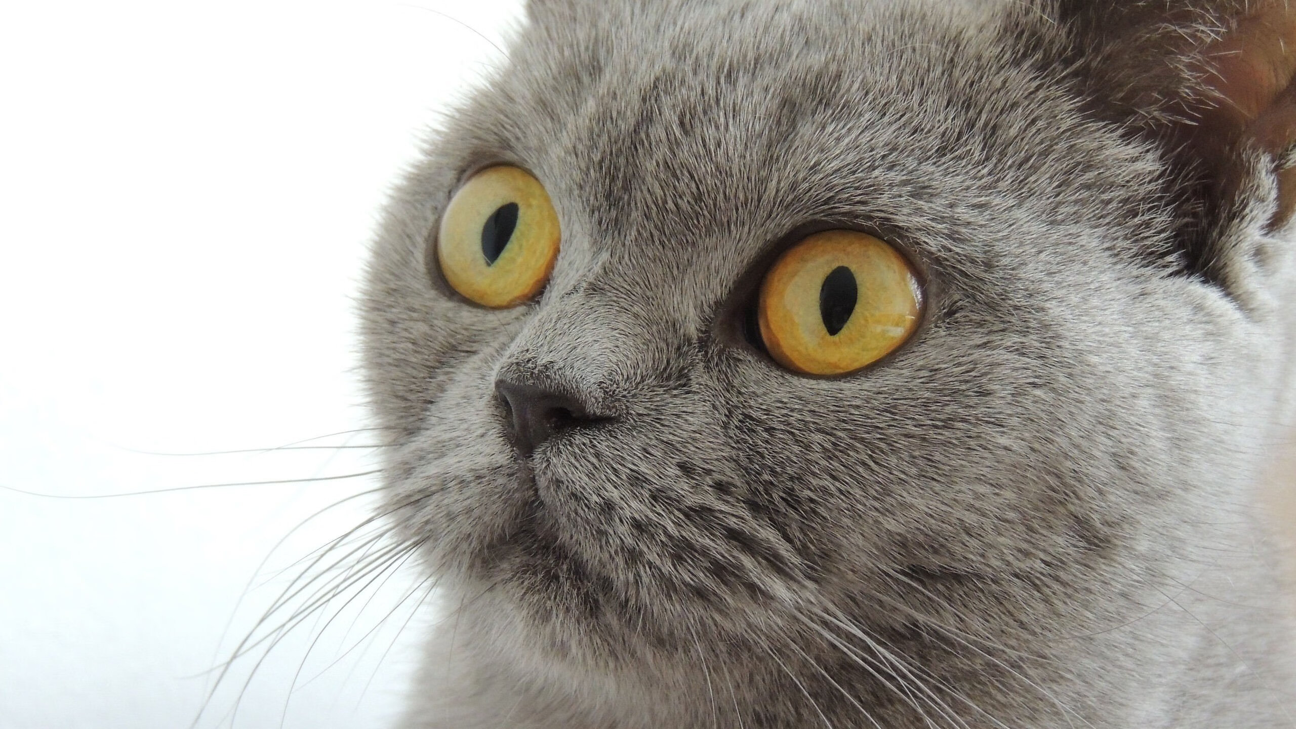 葡萄牙马术协会与欧洲马术协会签署合作协议,共同举办国际赛事。