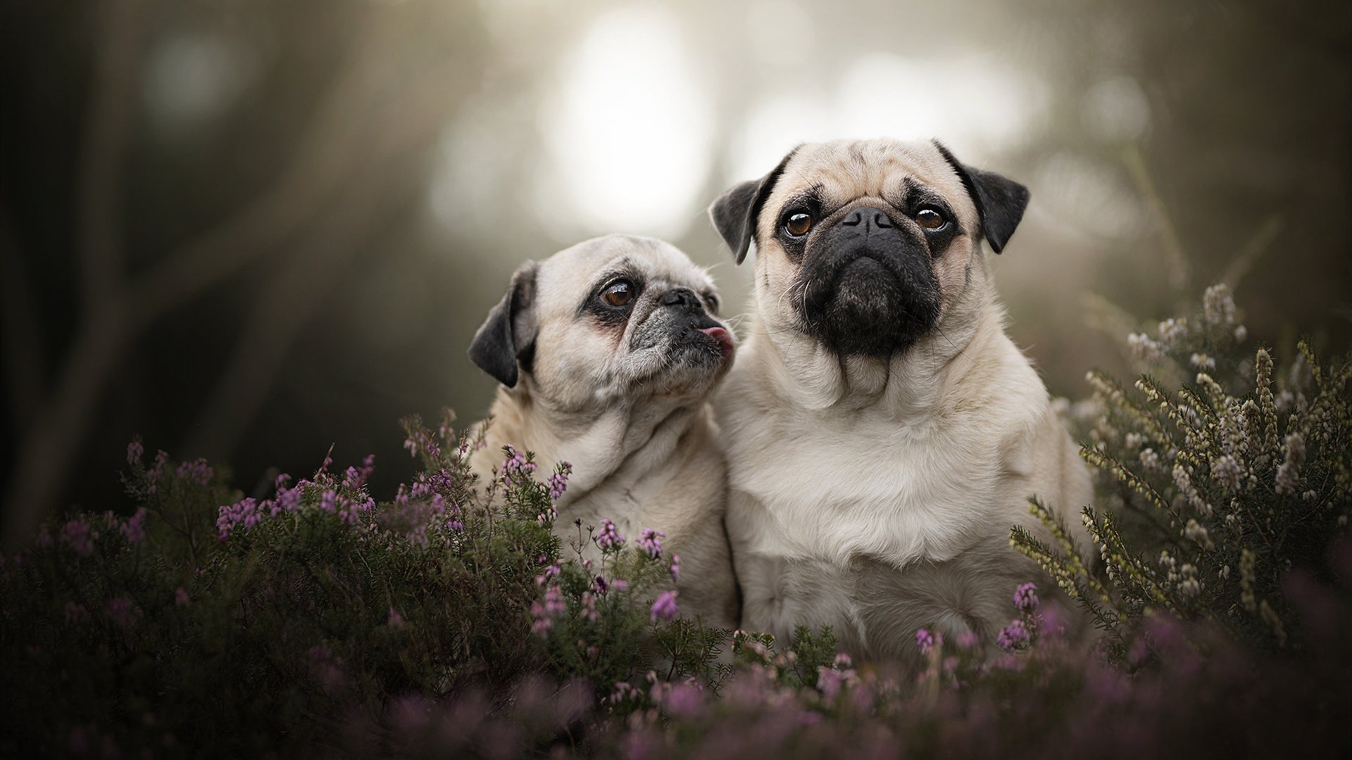世界短池游泳锦标赛多项世界纪录诞生,第一届世界短池游泳锦标赛