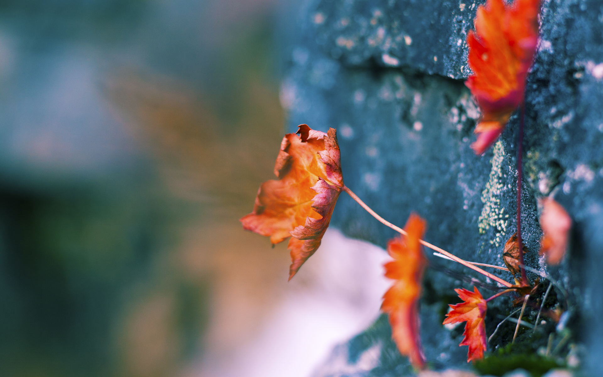 世界短池游泳锦标赛多项世界纪录诞生,第一届世界短池游泳锦标赛