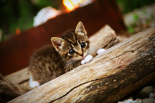 中国篮球教练员战术执行能力提升路径分析，篮球教练技术