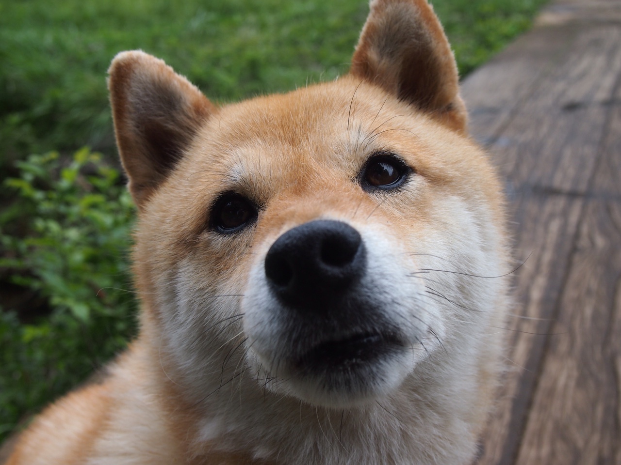 意甲联赛直播评论多语言化对国际覆盖效果观察，意甲频道