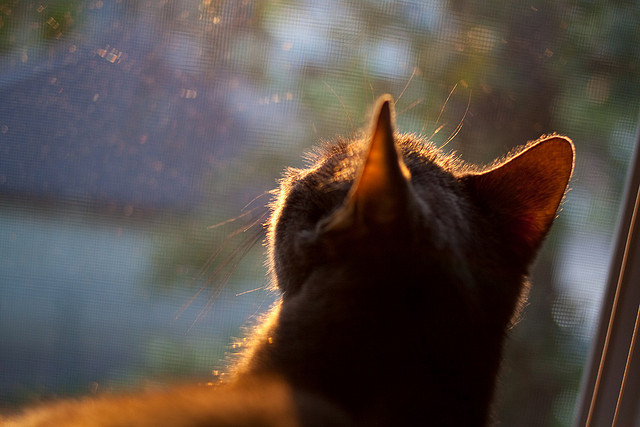 篮球专项体能训练恢复技术及应用探讨，篮球体能训练30种方法及要求文库