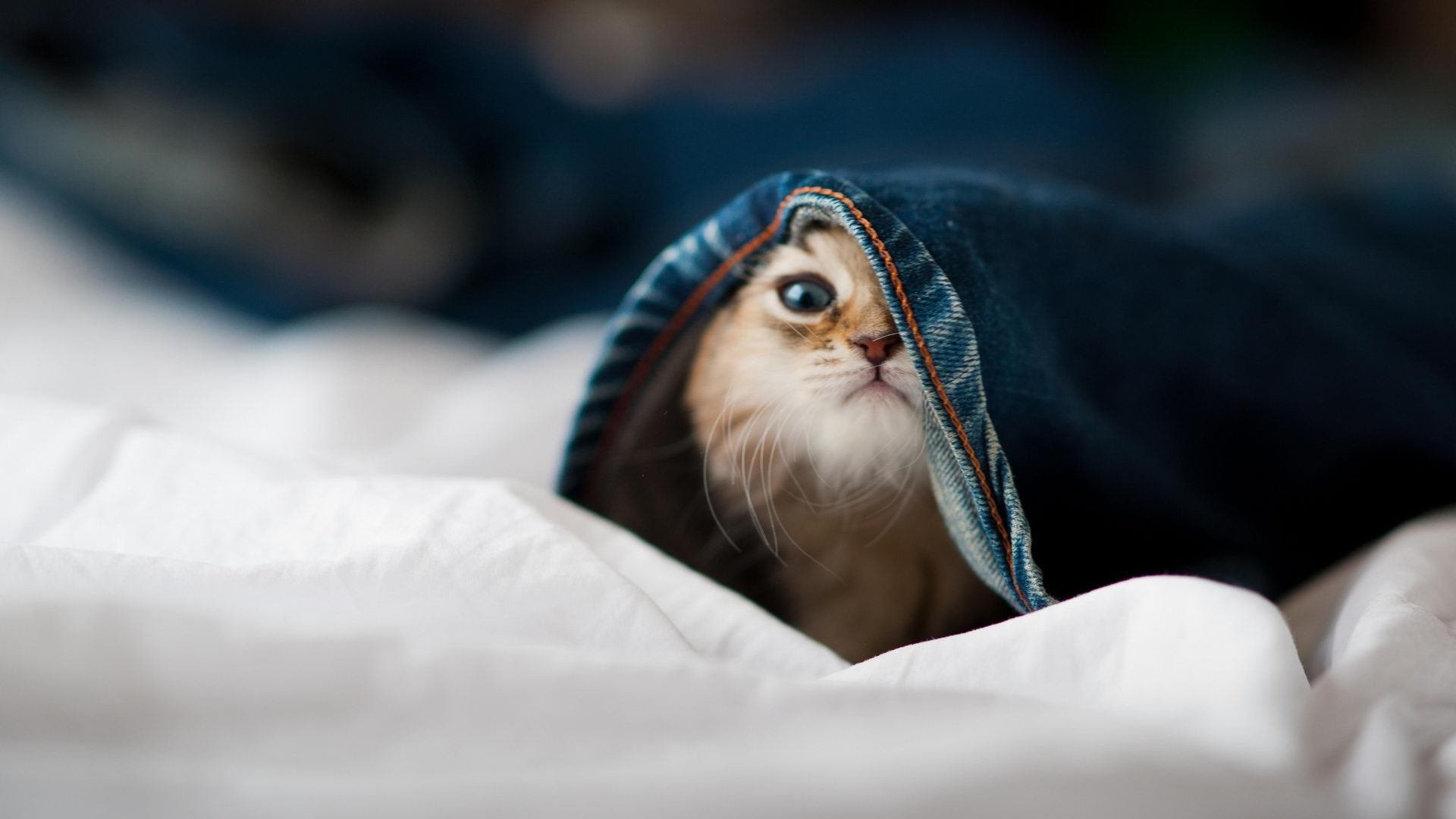 kaiyun中国官方网站-联赛积分榜：变化不断的战局分析与前瞻，联赛积分怎么算