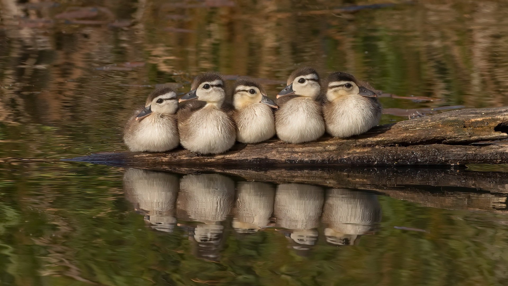 英超赛程密集下轮换策略与伤病防控关联研究,2021英超规则
