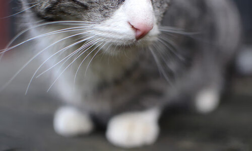 2024国际乒联混合团体世界杯新规发布，2022国际乒联