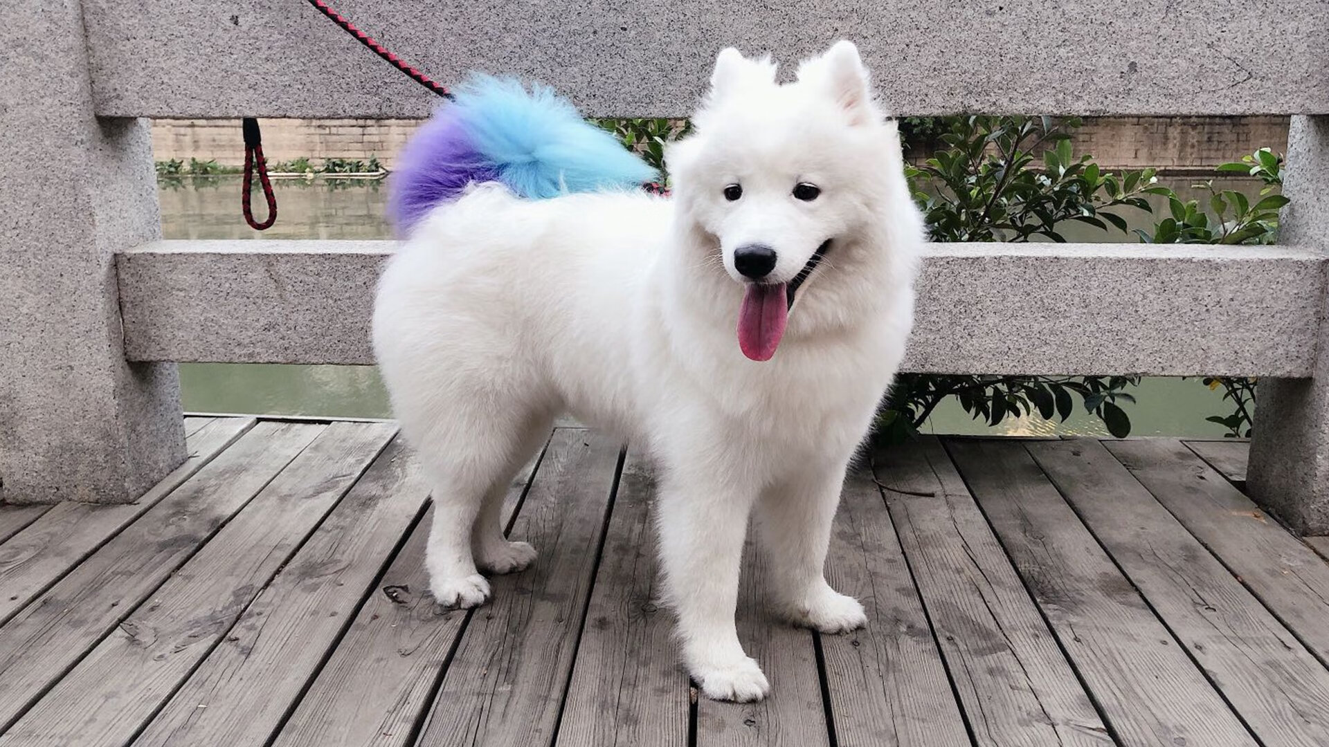 Chinese Taipei战术解析：如何打破对手节奏，chinese of taipei