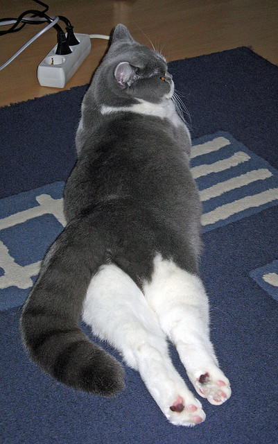 “高能来袭!运动舞蹈让金牛区城北体育馆成为激情澎湃的竞技舞台”