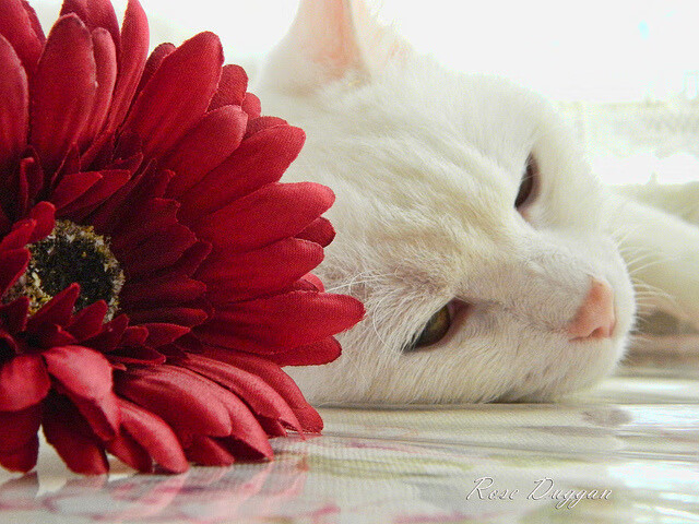 kaiyun.com-博卡中场拼抢积极，仍难保控球率，博卡俱乐部著名球星