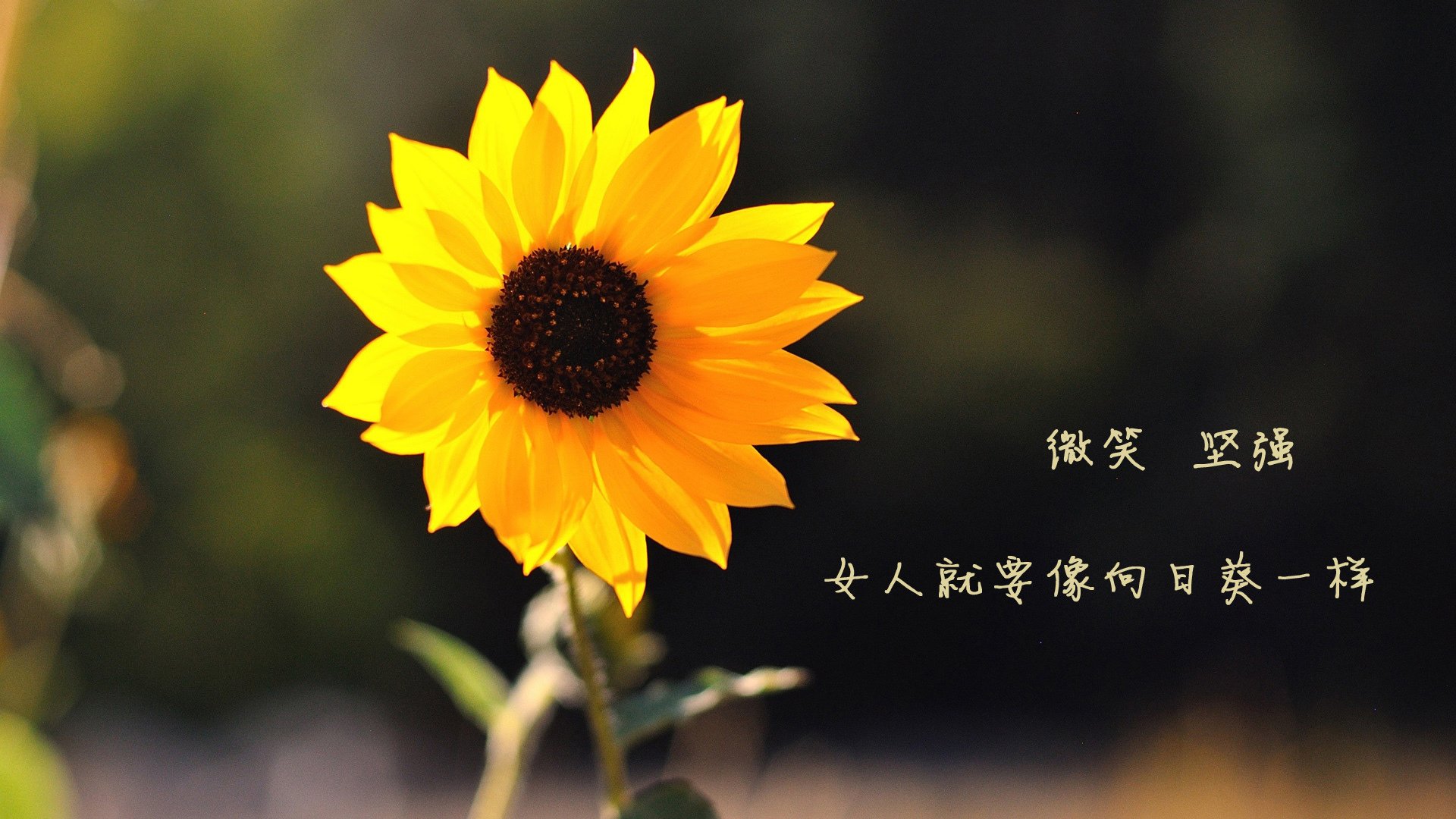 教练是否通过设定压迫频率来引导对手节奏,教练帮学员压腿