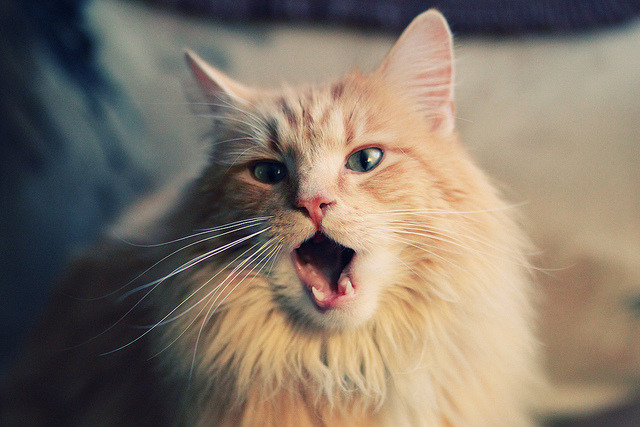 开云kaiyun-澳大利亚男子4×200米自由泳接力决赛引发媒体热议，女子200米自由泳接力澳大利亚