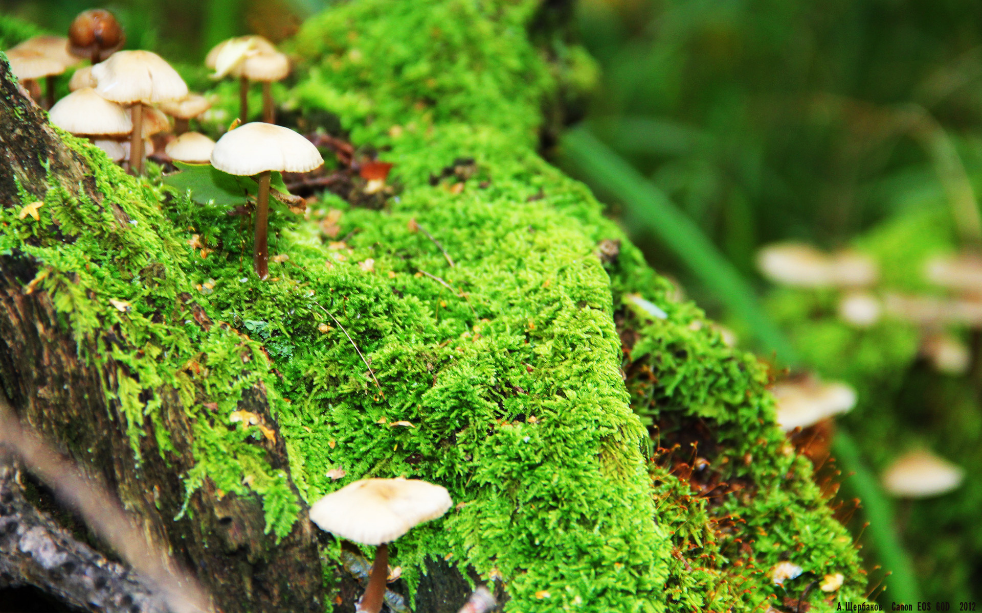 蛙泳比赛瑞士展现强劲实力,世界蛙泳冠军教学视频