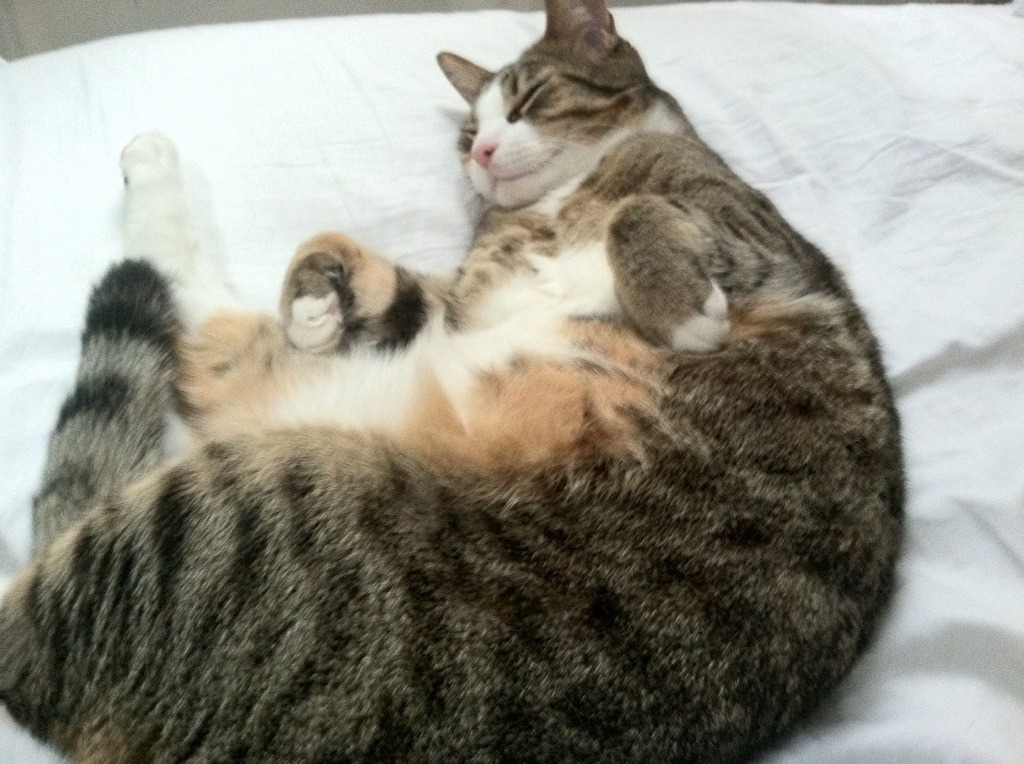 高校篮球推动裁判员专业培训保障比赛质量，校园篮球裁判培训